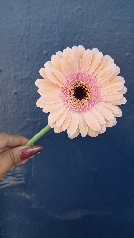 Instagram post from floreria_franpruzzo.cl. This post is in position 1.